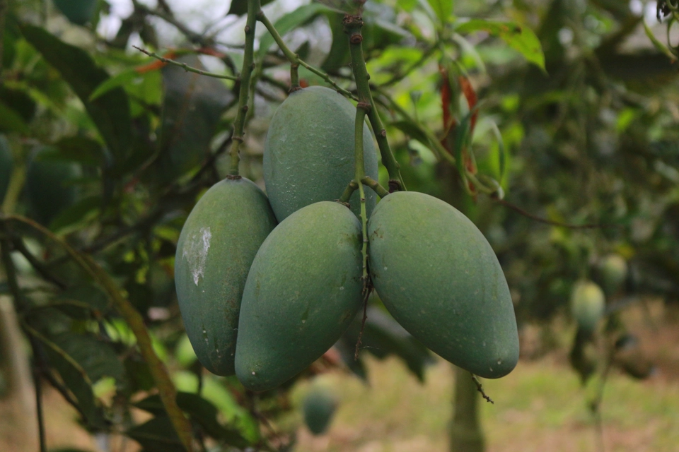 আম্রপালি Image 4