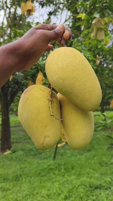কাটিমন আম Image 1