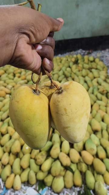 কাটিমন আম Image 2