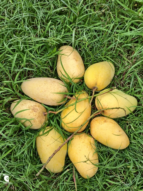 কাটিমন আম Image 3