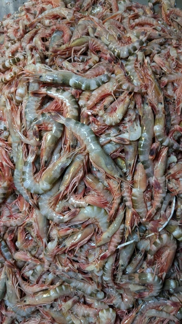 টাইগার চিংড়ি / Tiger Prawn Image 1