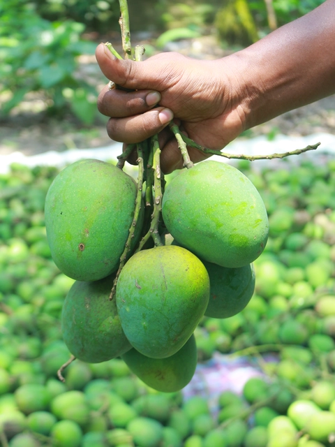 হিমসাগর Image 2