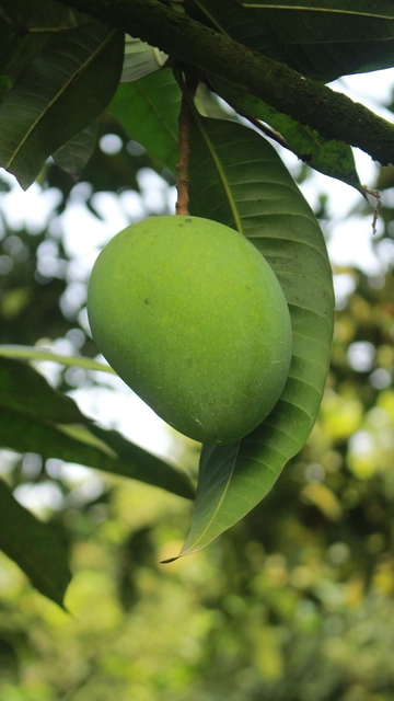 হাড়িভাঙ্গা Image 1