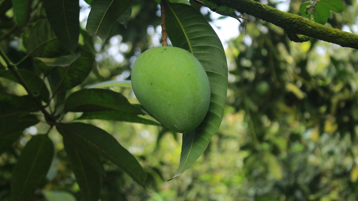 হাড়িভাঙ্গা Image 3