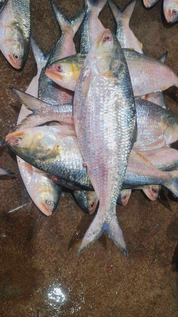 ইলিশ / Hilsha Image 3