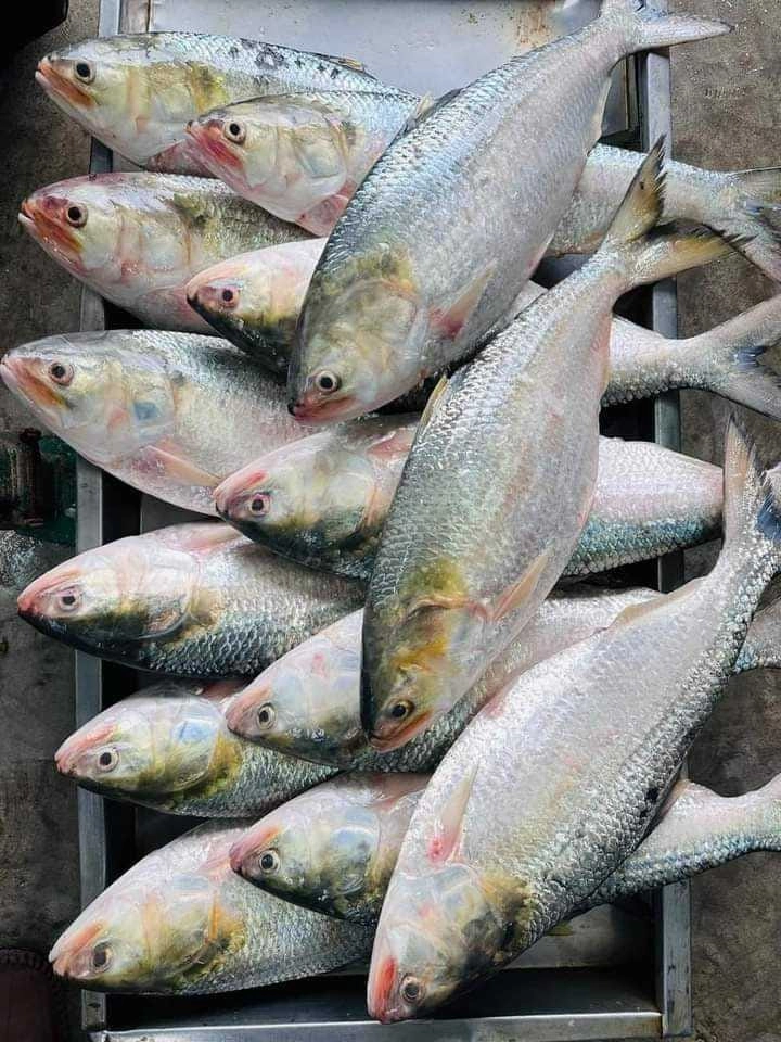 ইলিশ / Hilsha Image 1