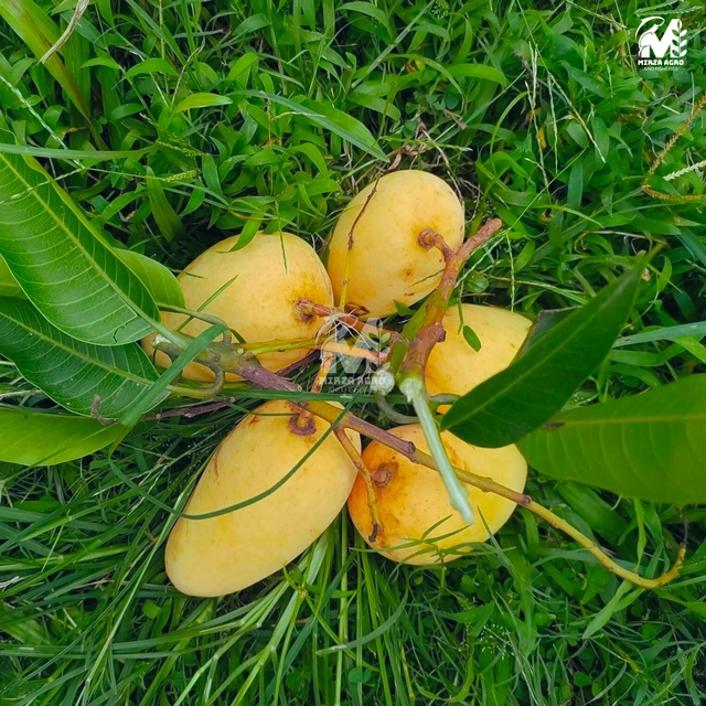 কাটিমন আম