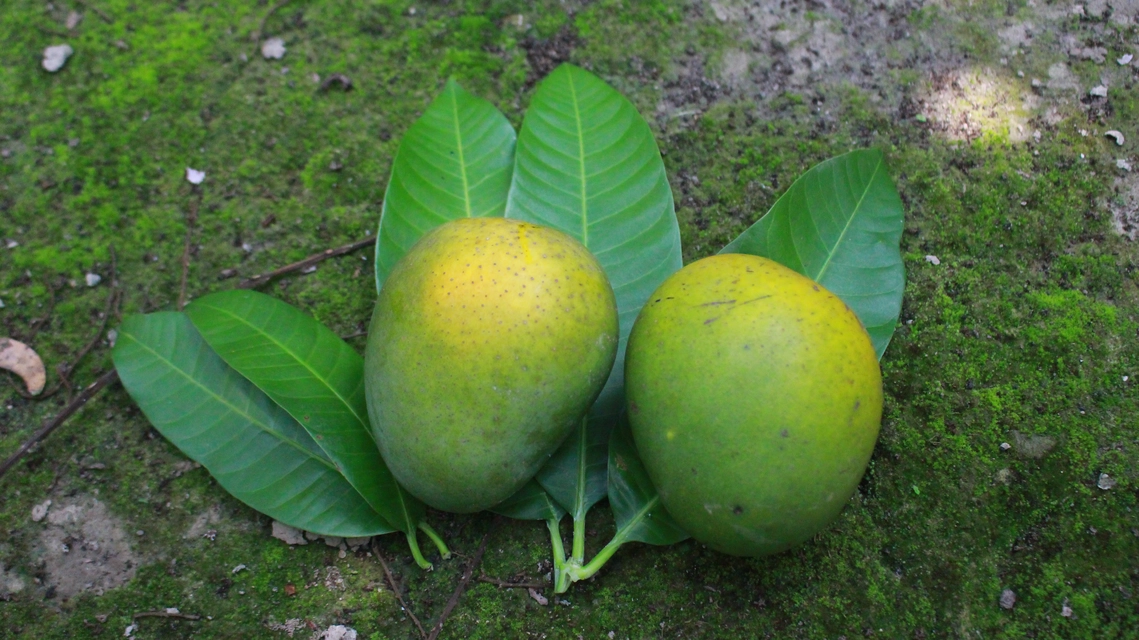 খিরসাপাত