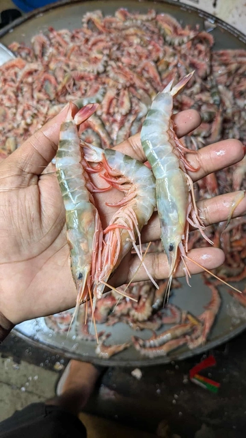 টাইগার চিংড়ি / Tiger Prawn
