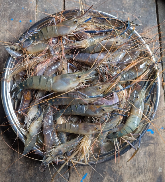 নদীর গলদা চিংড়ি