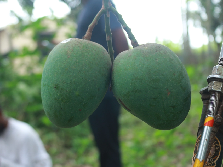 হিমসাগর