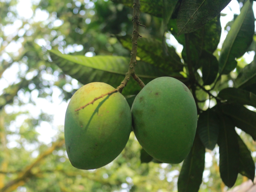 হাড়িভাঙ্গা
