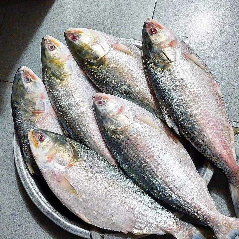 ইলিশ / Hilsha
